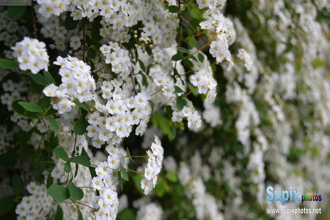 white flowers