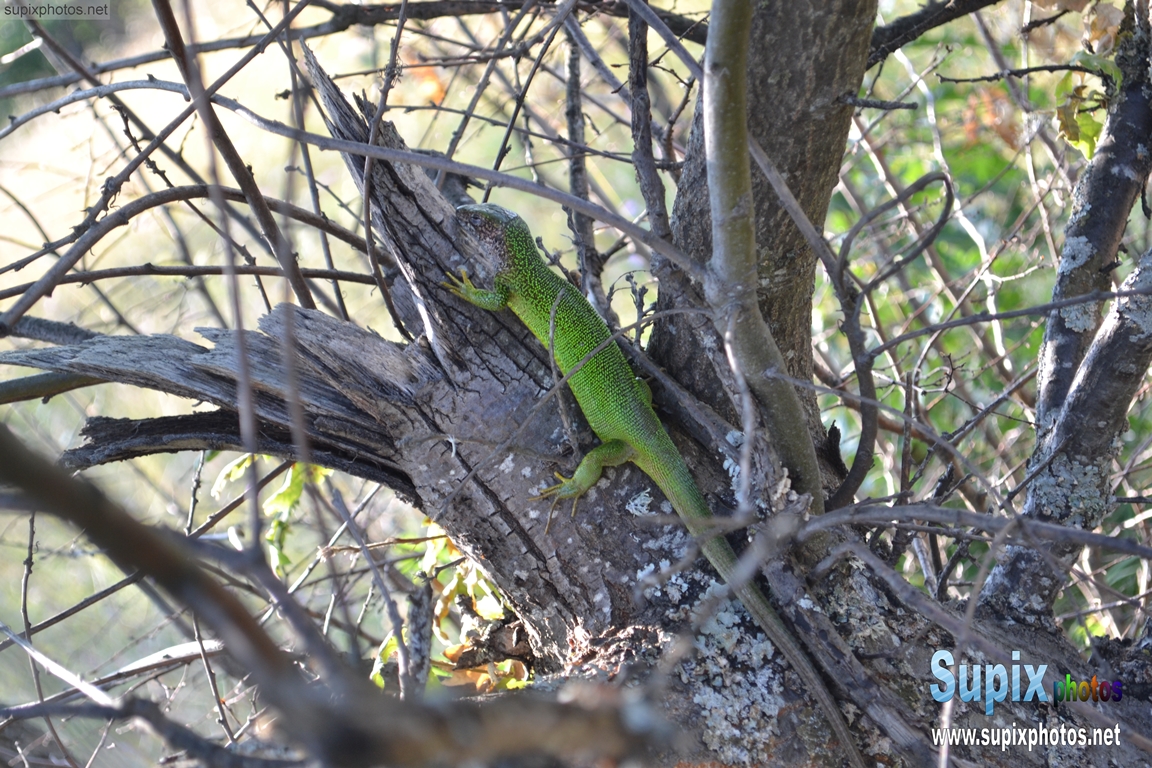 Lizard