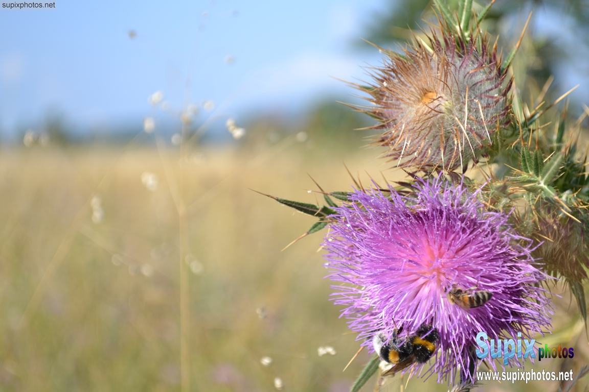 burdock