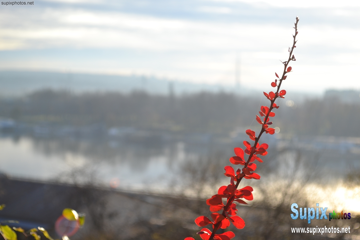 Nature in Belgrade