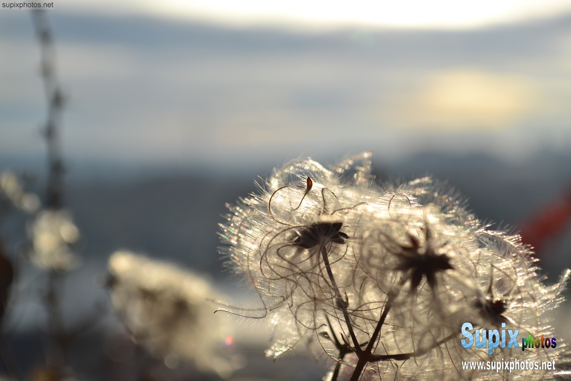 Nature in Belgrade