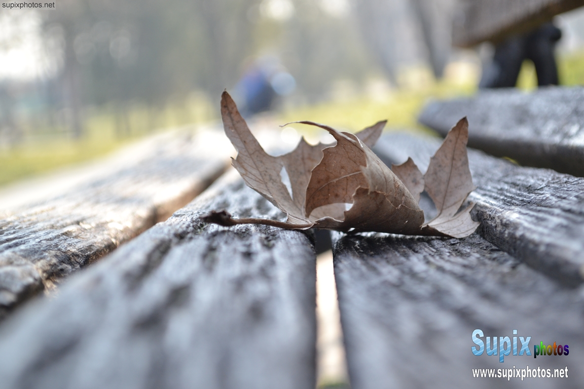 leaf on a bench