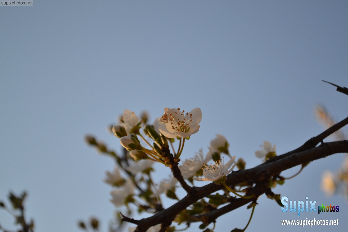 spring