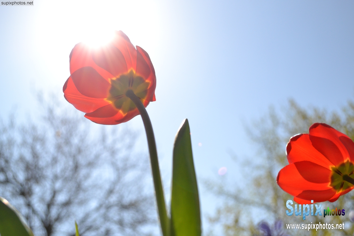 Tulips
