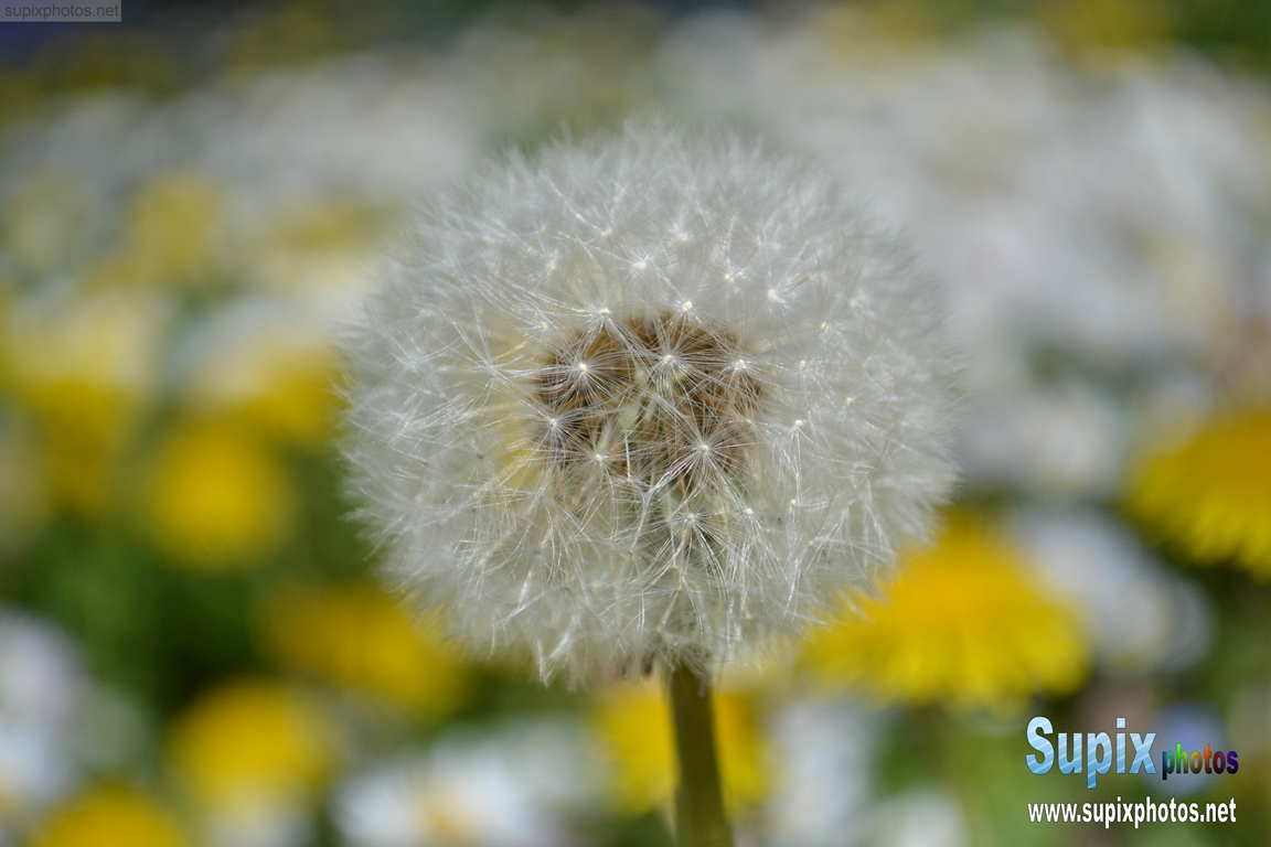 Dandelion
