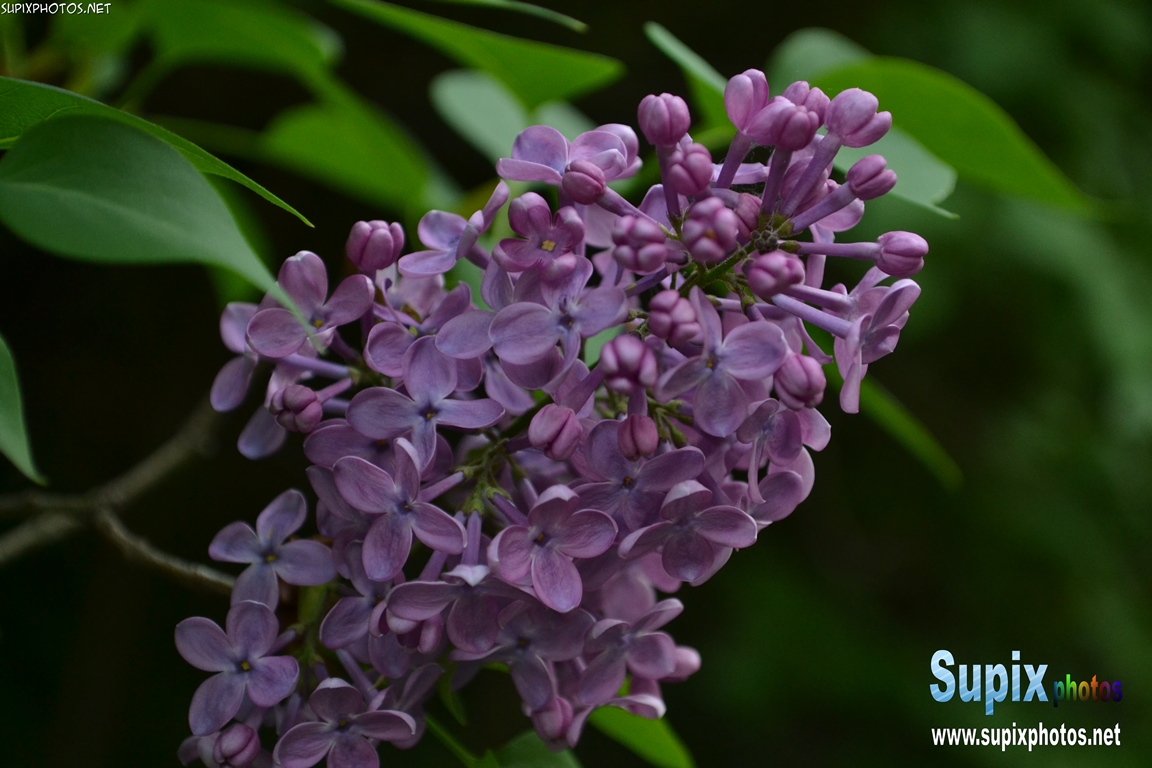 Lilac