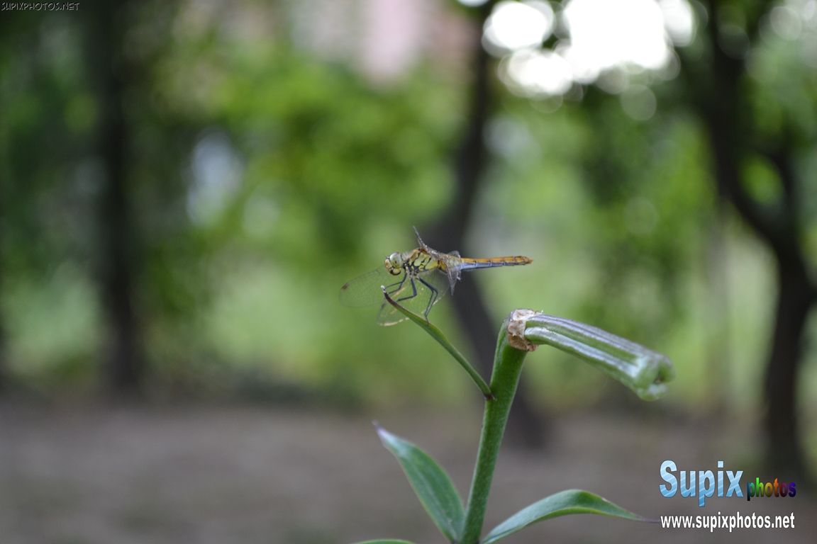 insect