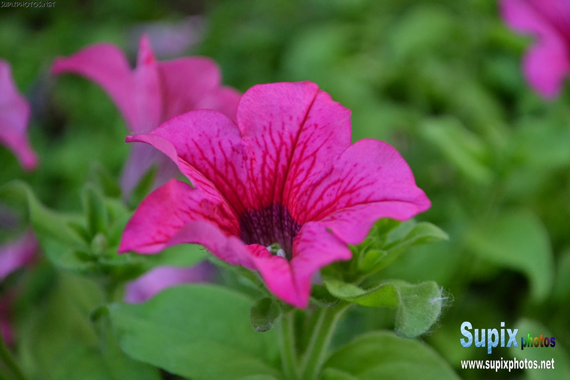 petunias