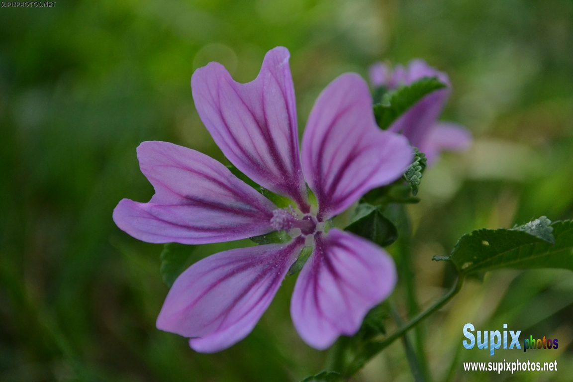 Common Mallow flower