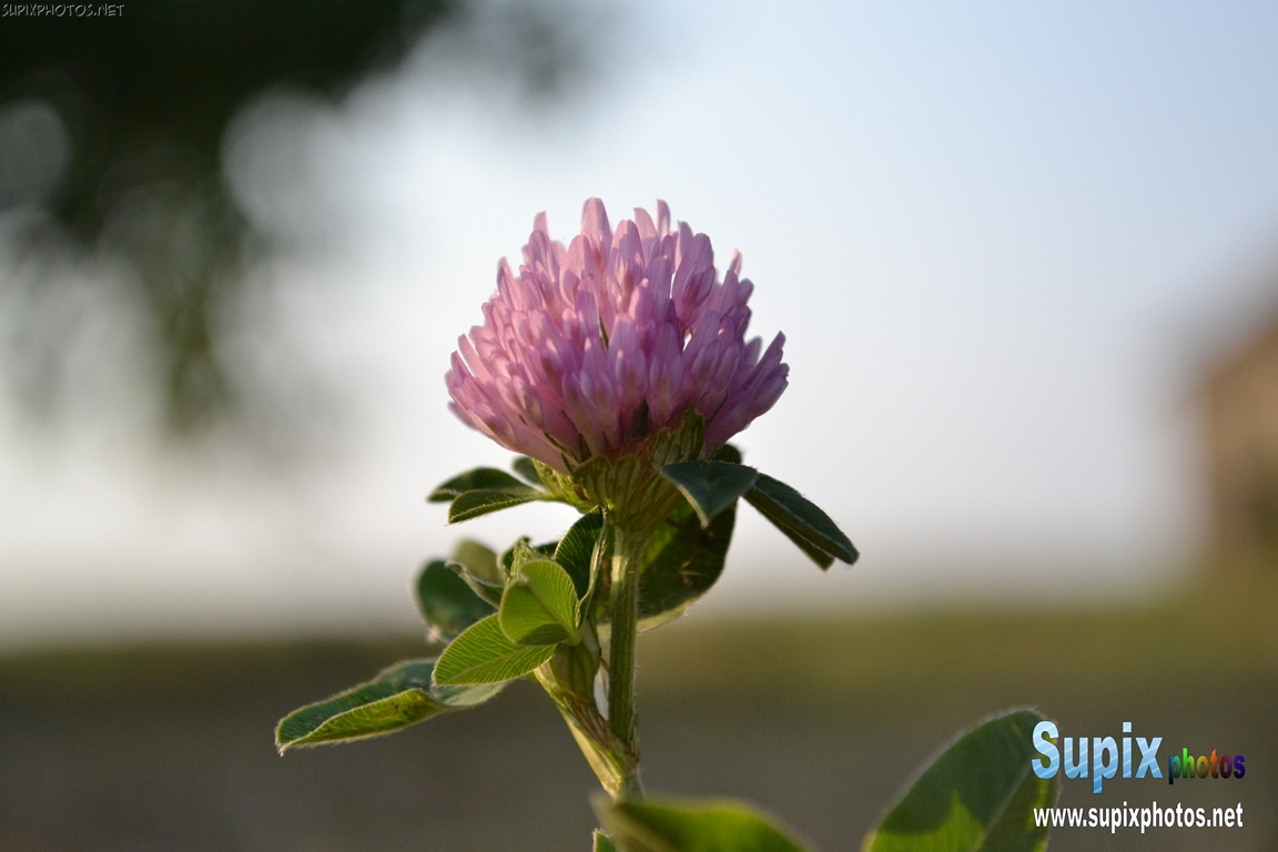 Purple clover flowers