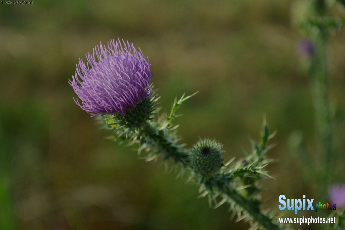 burdock