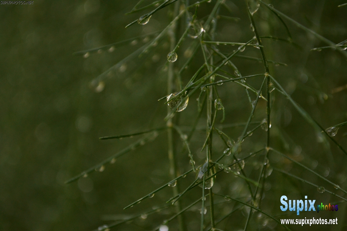 drops