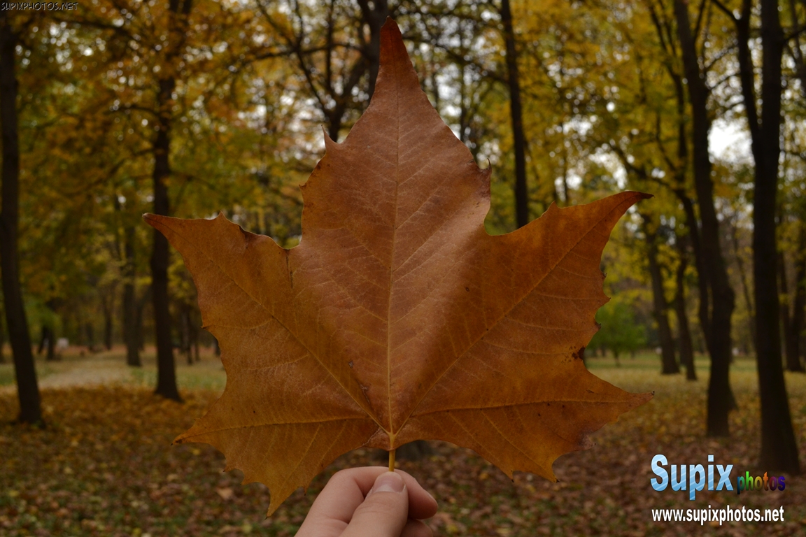 leaf in my hand