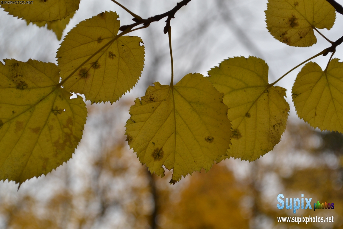 autumn leaves