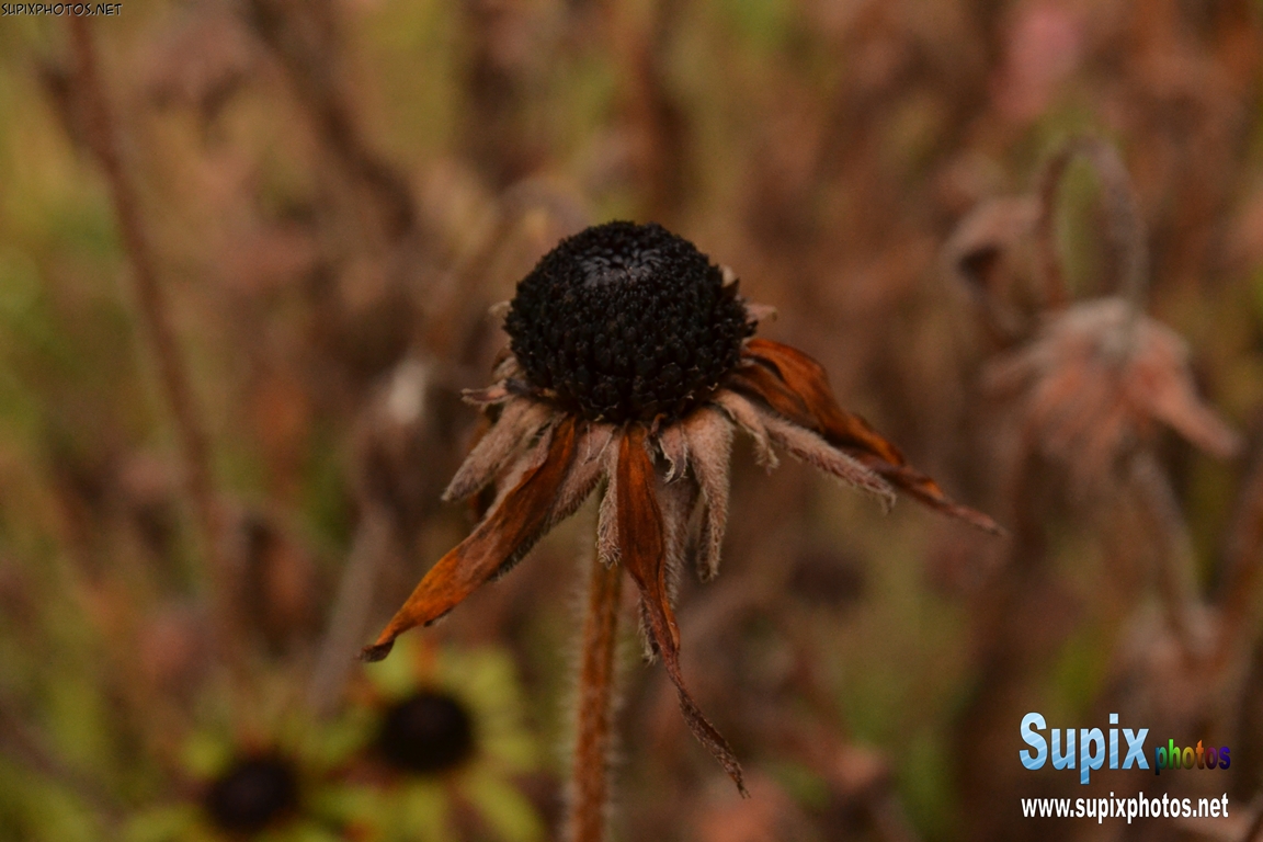 dried flower