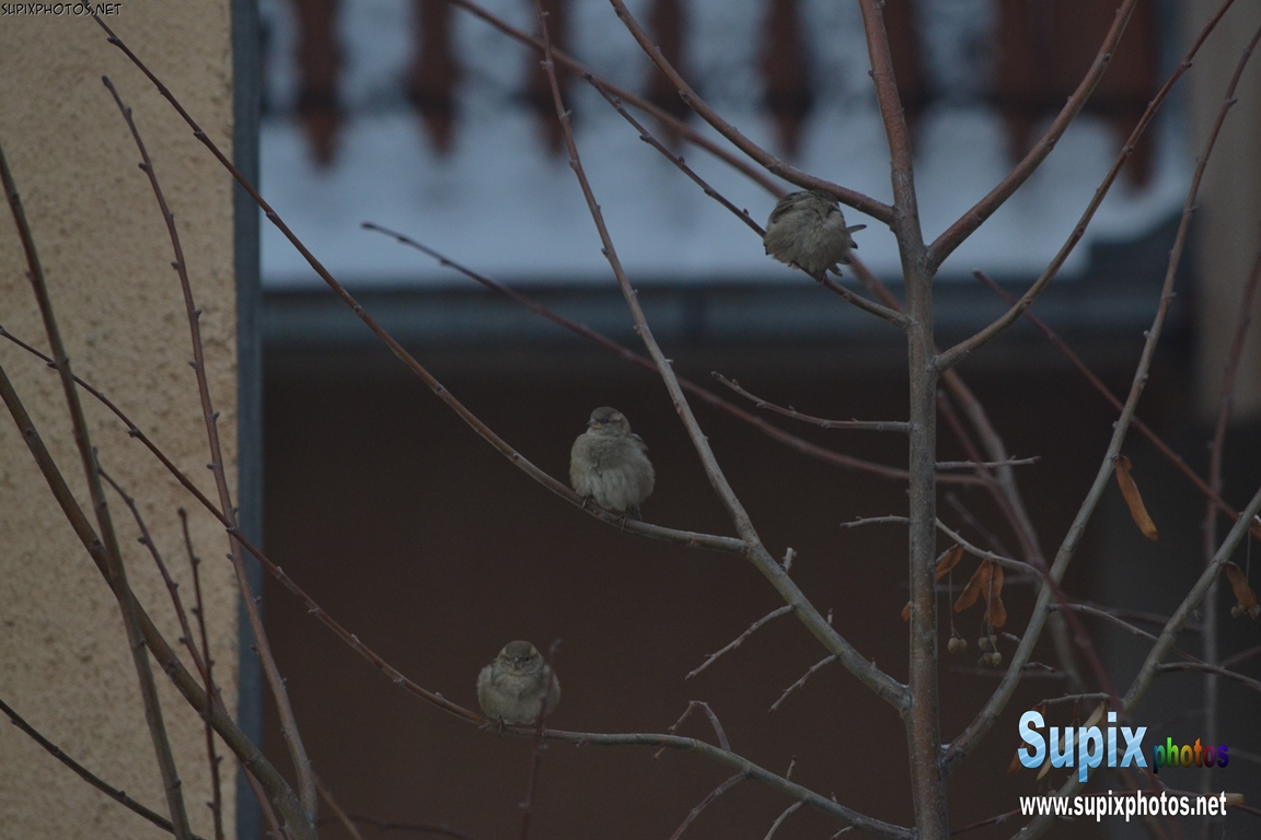 sparrows