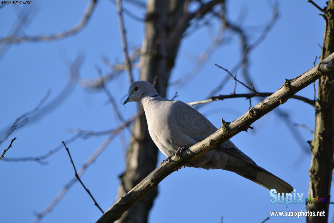 turtledove