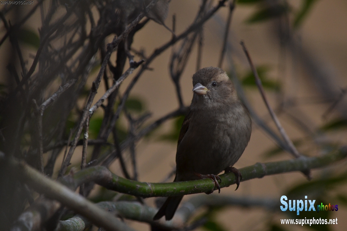 sparrow