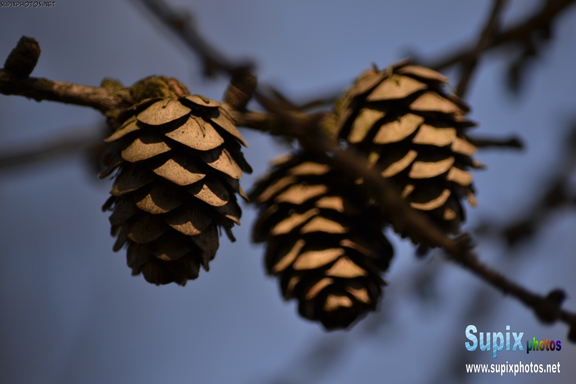 pinecones