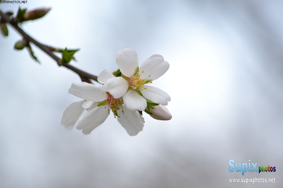 spring flower