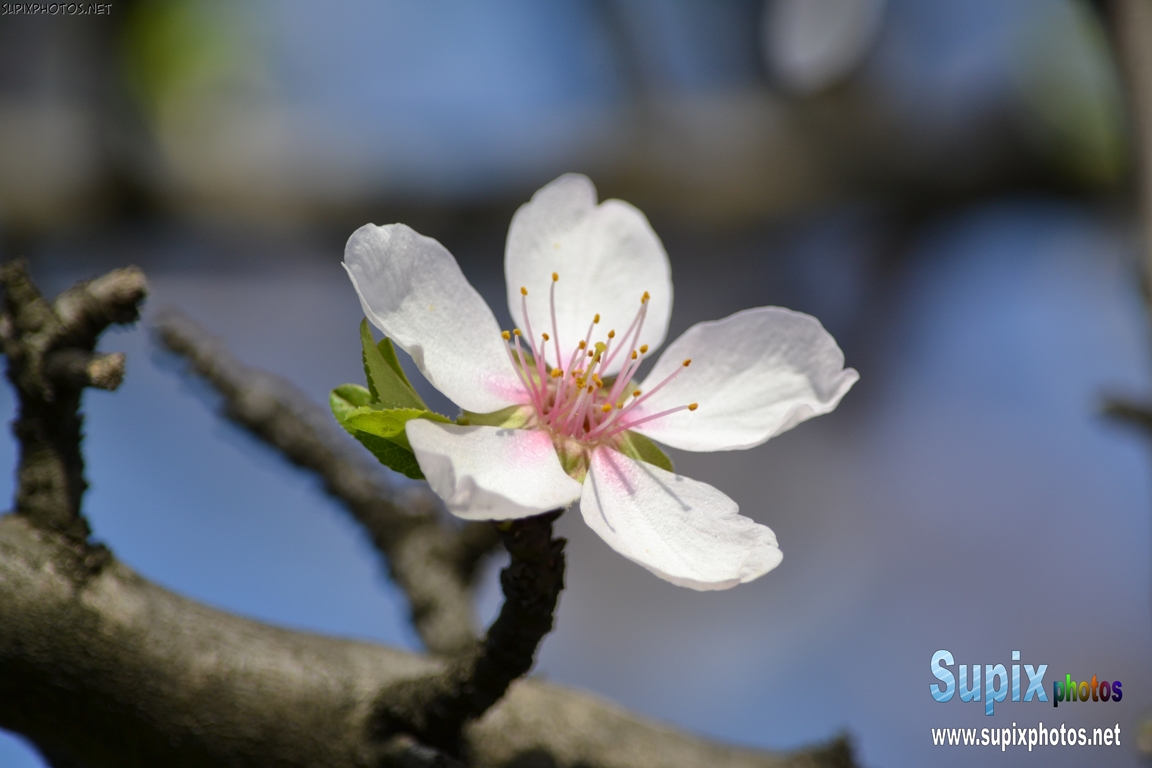 spring flower