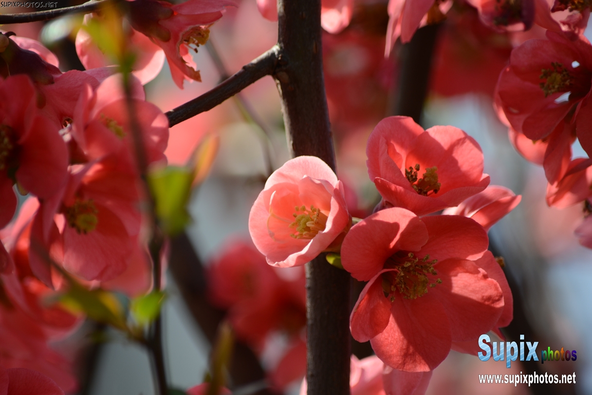 spring flower