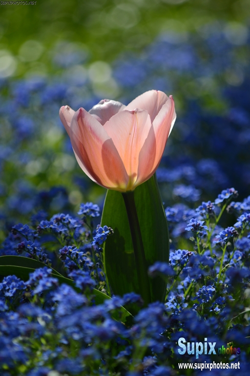 tulip