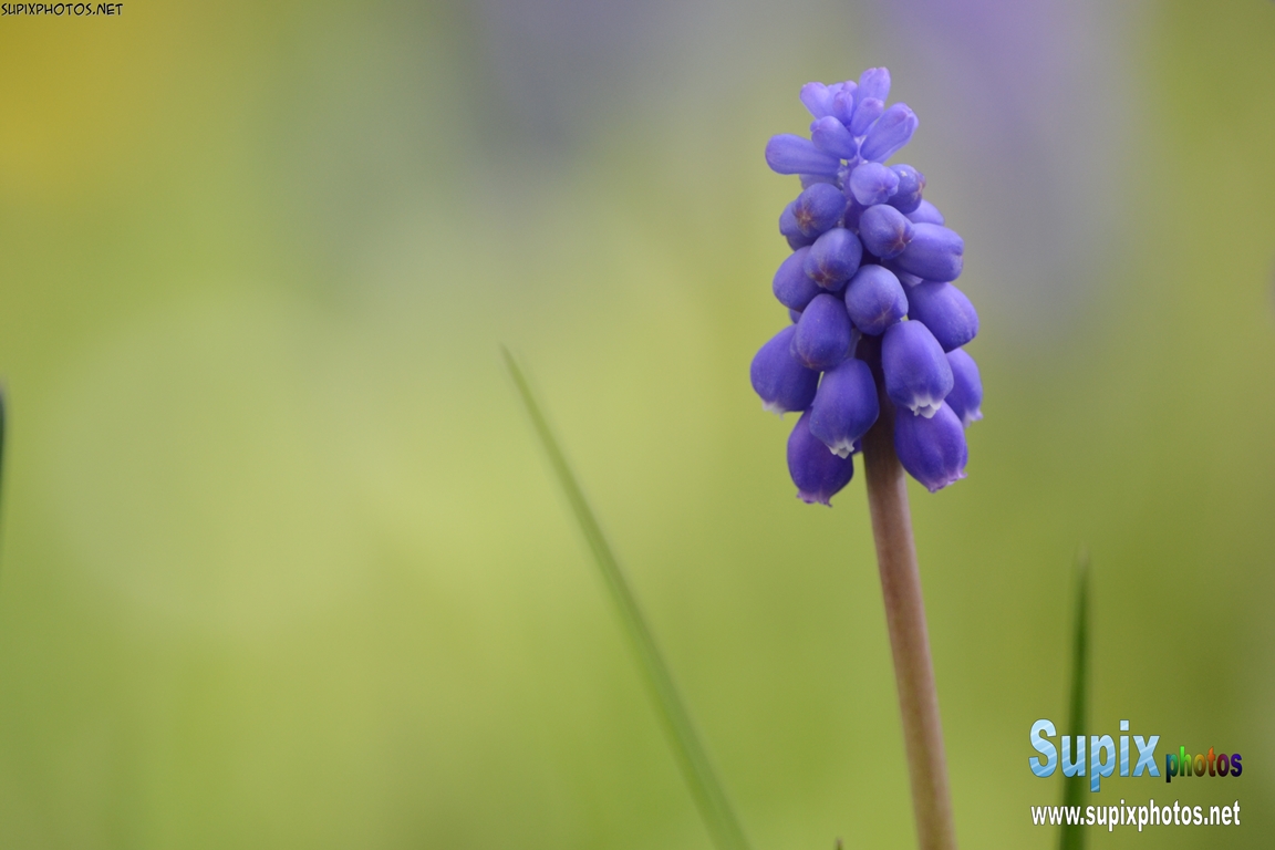 blue bell flower