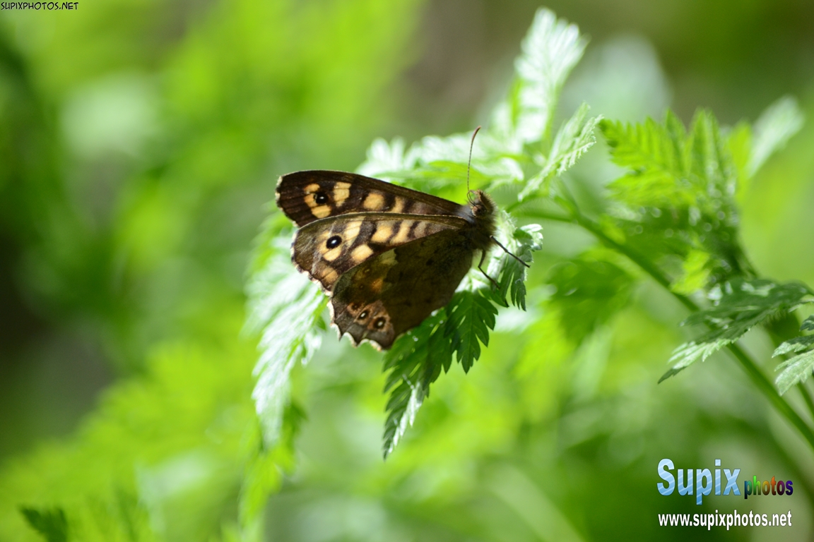 butterfly