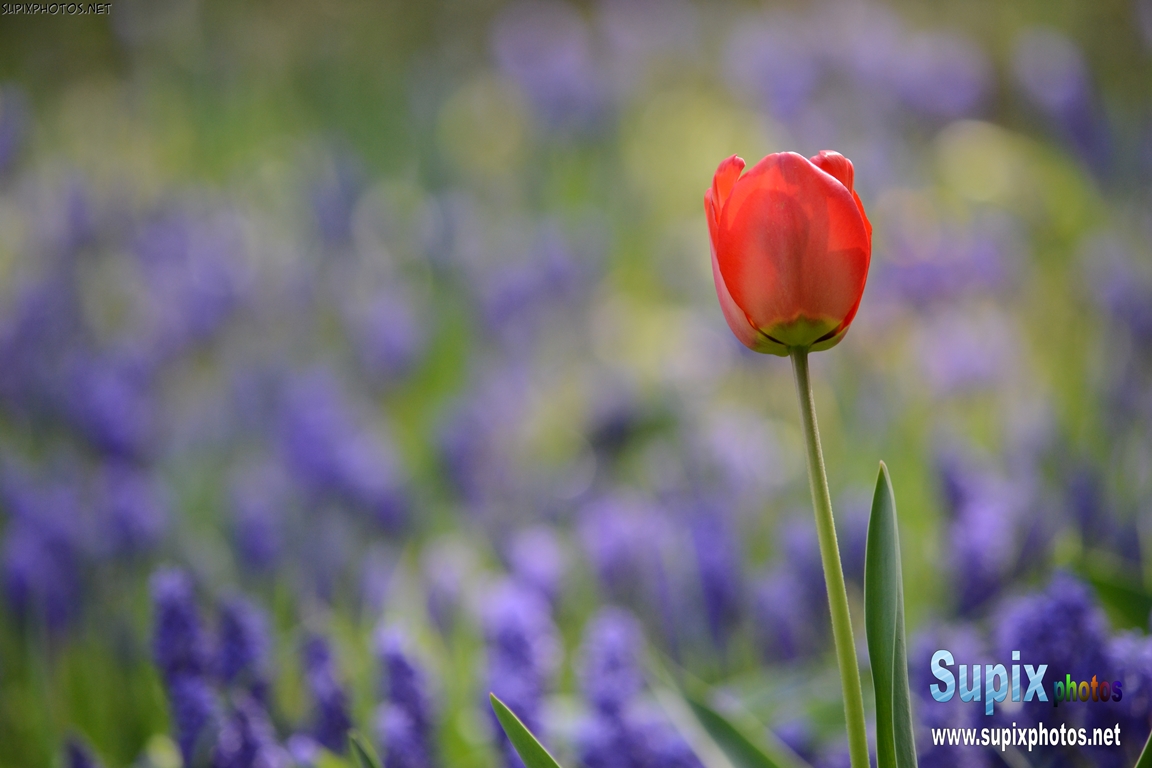 Tulip