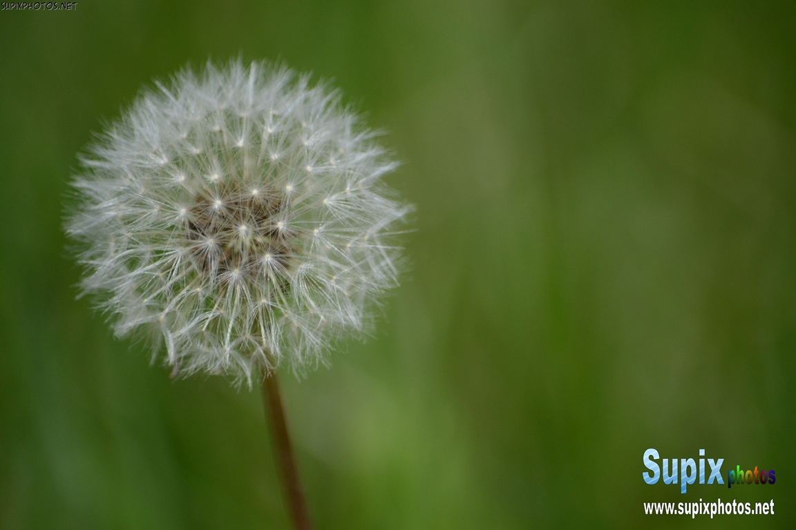 Dandelion