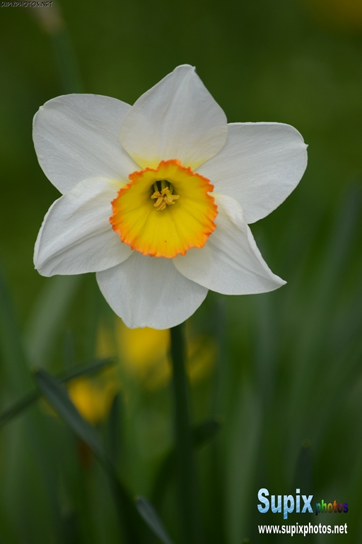 Narcissus - Daffodil