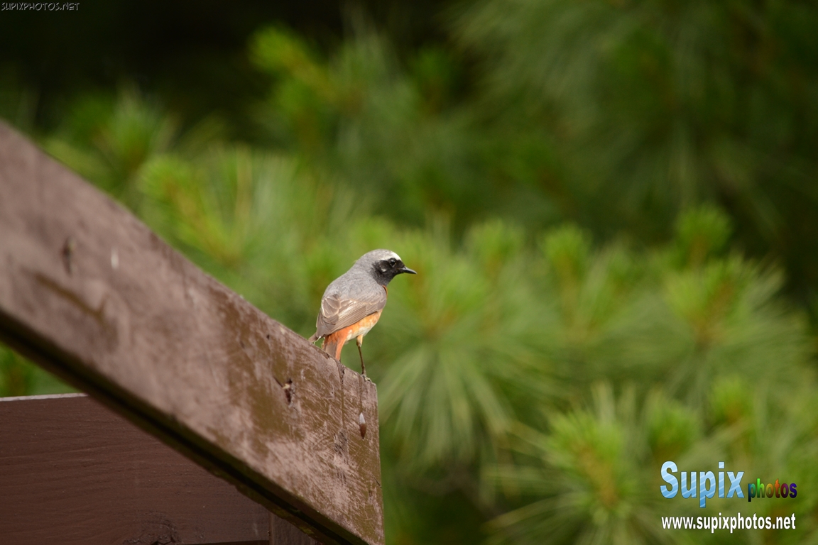 bird