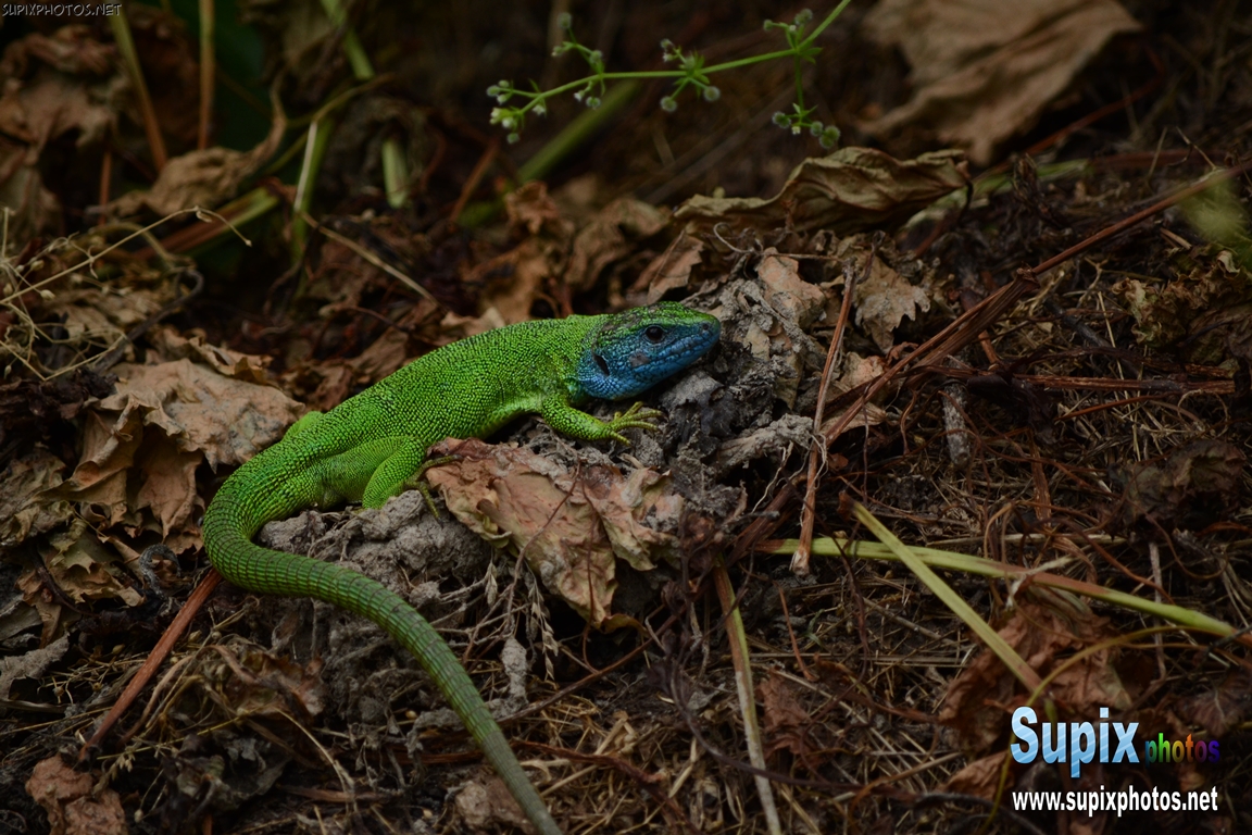 Lacerta schreiberi - Iberian Emerald Lizard