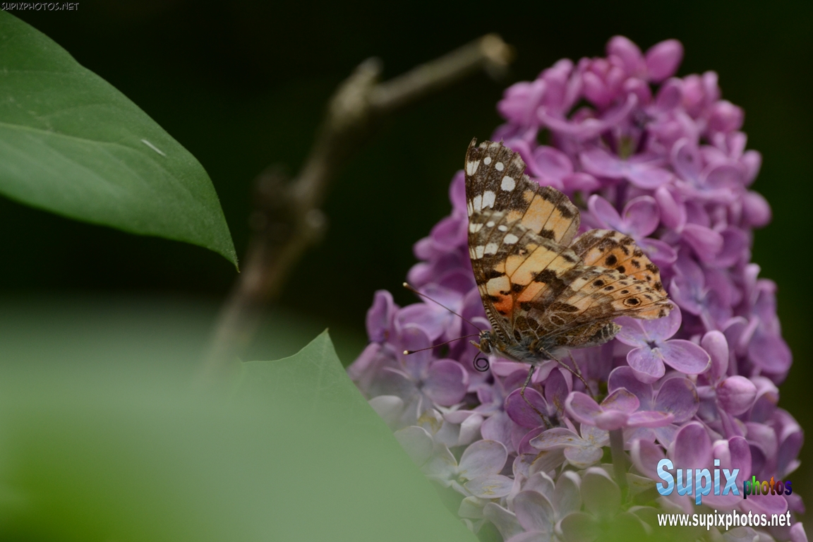 Butterfly on lilac
