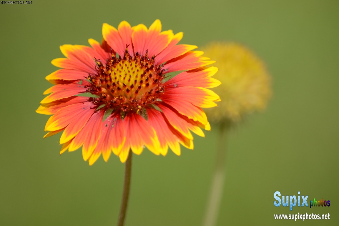 Gaillardia Arizona sun