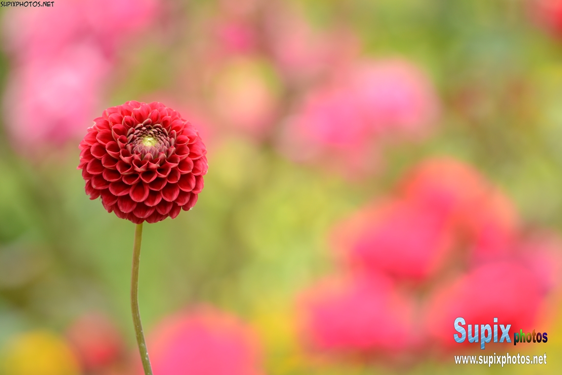 Dahlia 'Barbarry Gem'