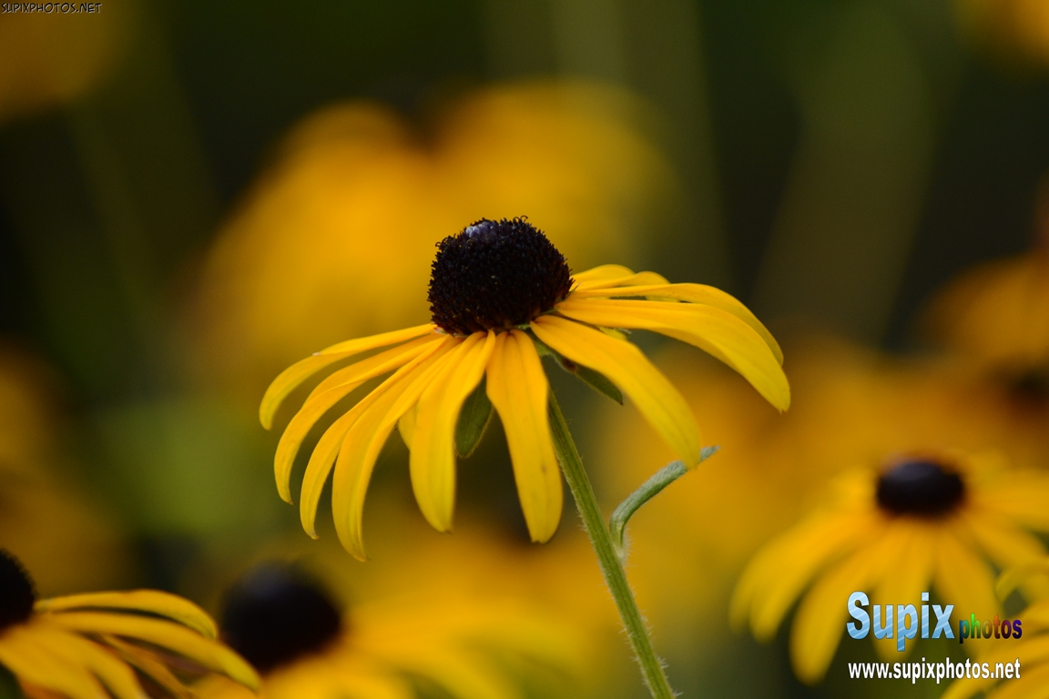rudbeckia fulgida - Black-Eyed Susan
