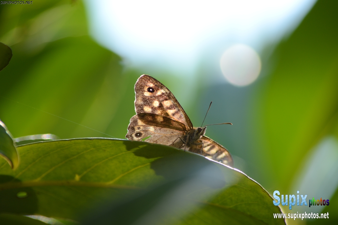 Butterfly on a leaf