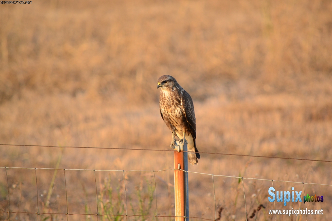 common buzzard (Buteo buteo)