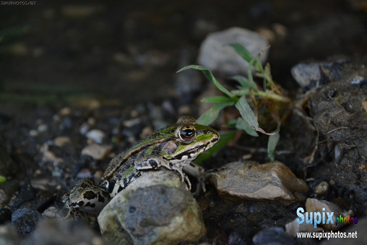 Frog
