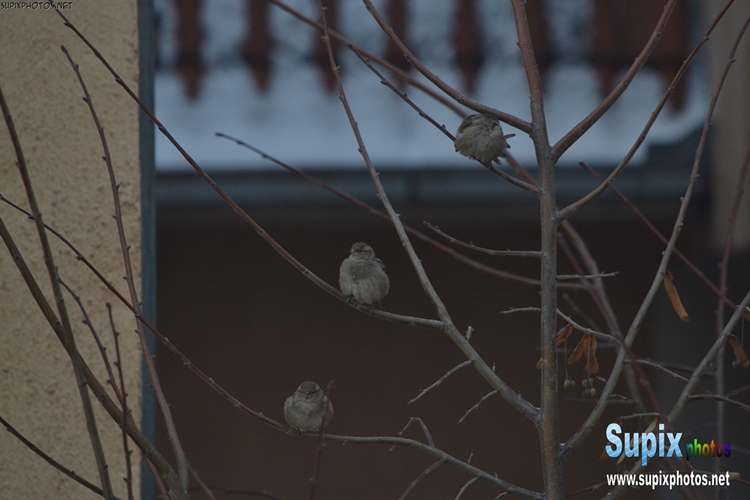 sparrows