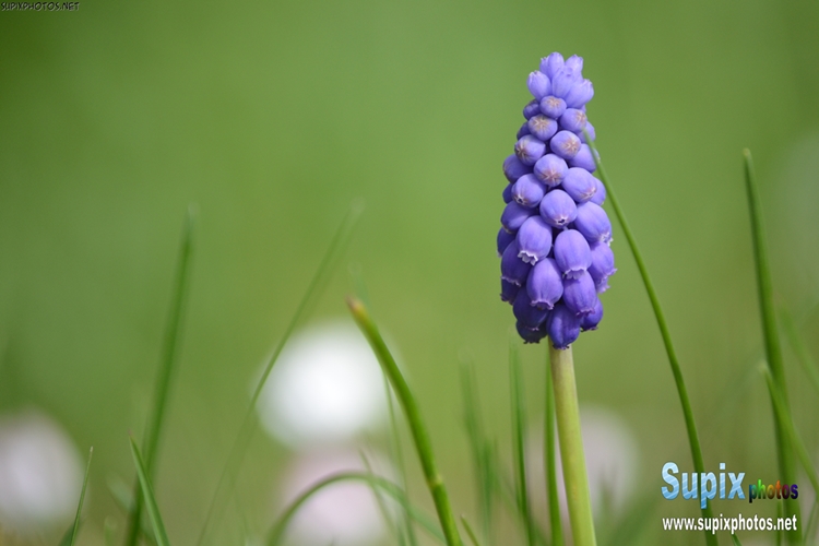 grape hyacinth