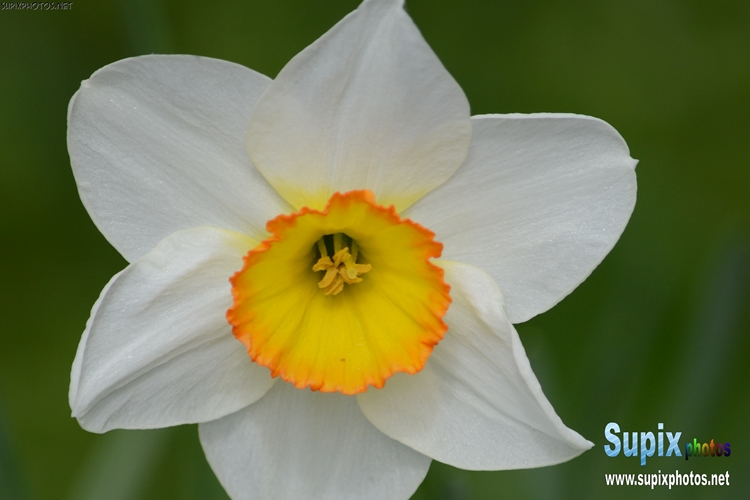 Narcissus - Daffodil