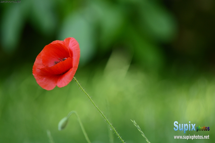 Papaver rhoeas