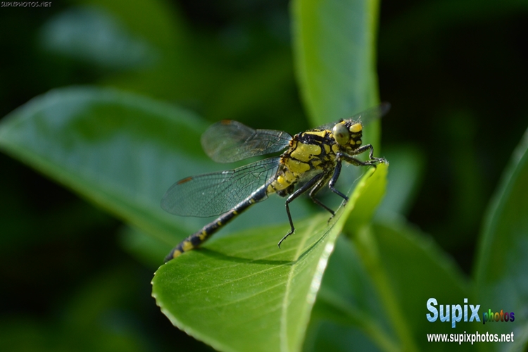 Gomphus vulgatissimus