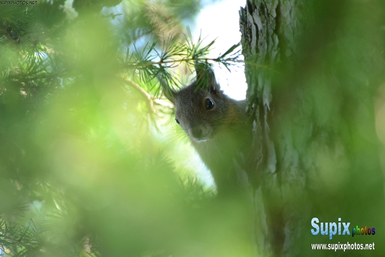 squirrel