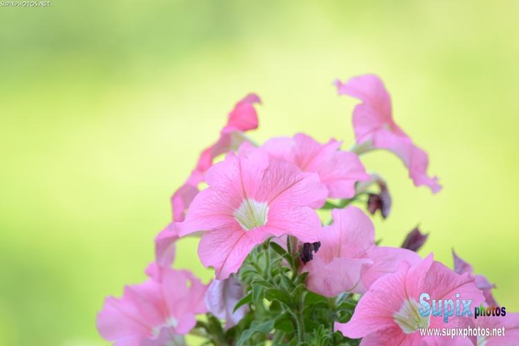 petunias