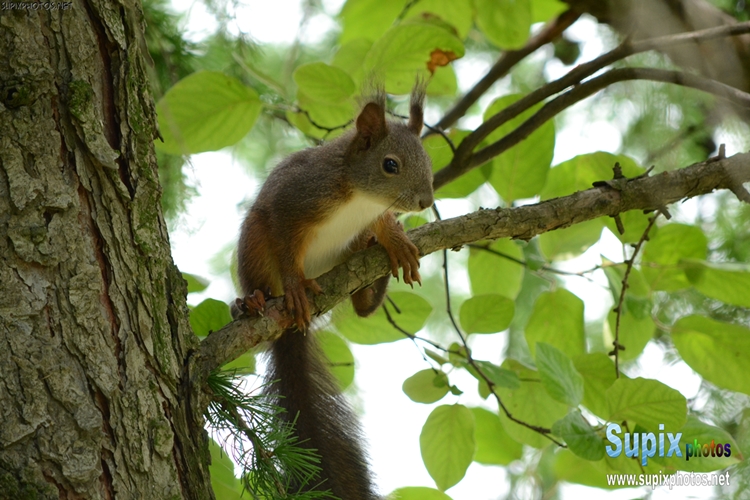 squirrel on a tree