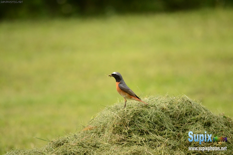 bird